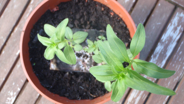 Pugh and co Identity